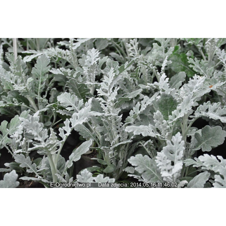 Starzec (Senecio L.)