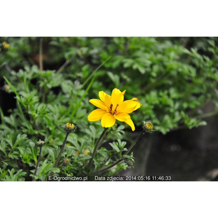 Uczep (Bidens ferulifolia)