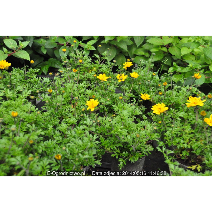 Uczep (Bidens ferulifolia)