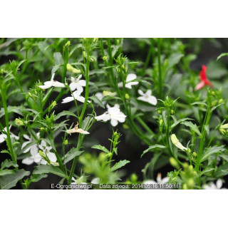 Lobelia zwisająca (Lobelia erinus)