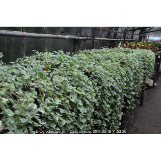 Plektrantus koleusowaty komarzyca 