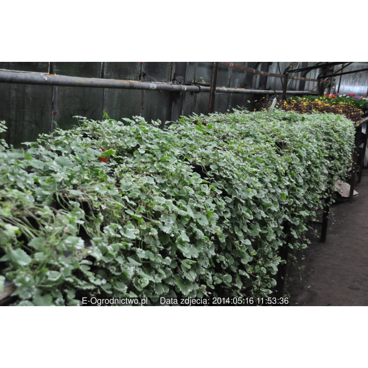 Plektrantus koleusowaty komarzyca 