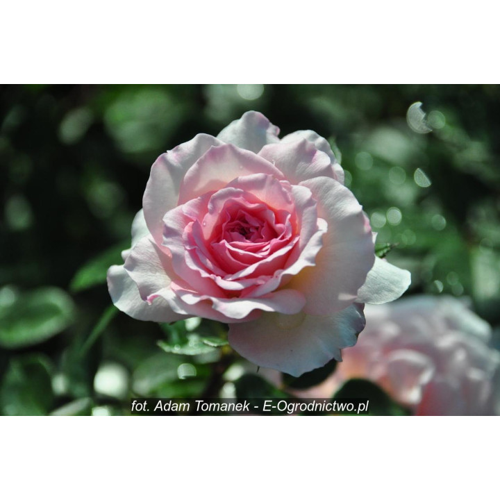 Róża Bremer Stadtmusikanten®