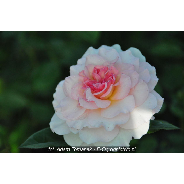 Róża Bremer Stadtmusikanten®