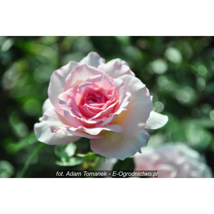 Róża Bremer Stadtmusikanten®