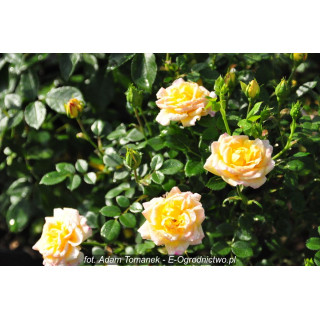 Róża  Yellow Fairy 