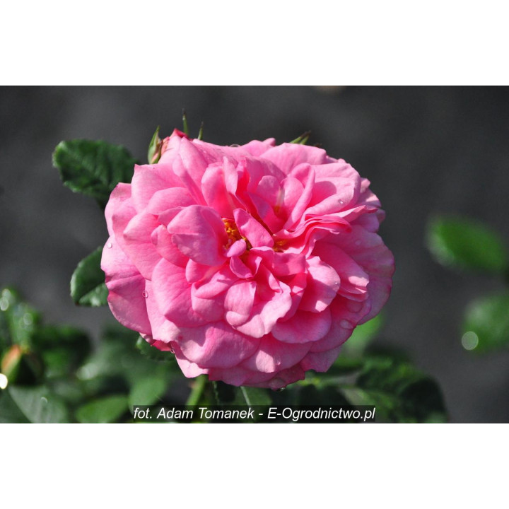 Róża Uetersens Rosenprinzessin®