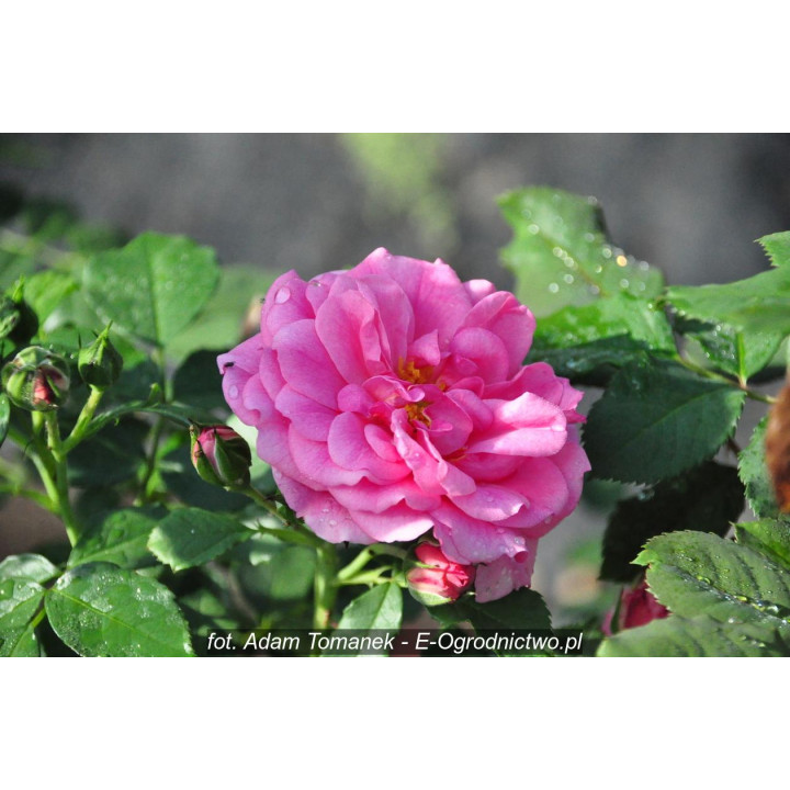 Róża Uetersens Rosenprinzessin®