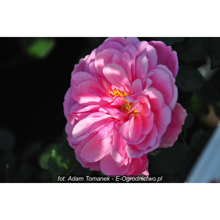 Róża Uetersens Rosenprinzessin®