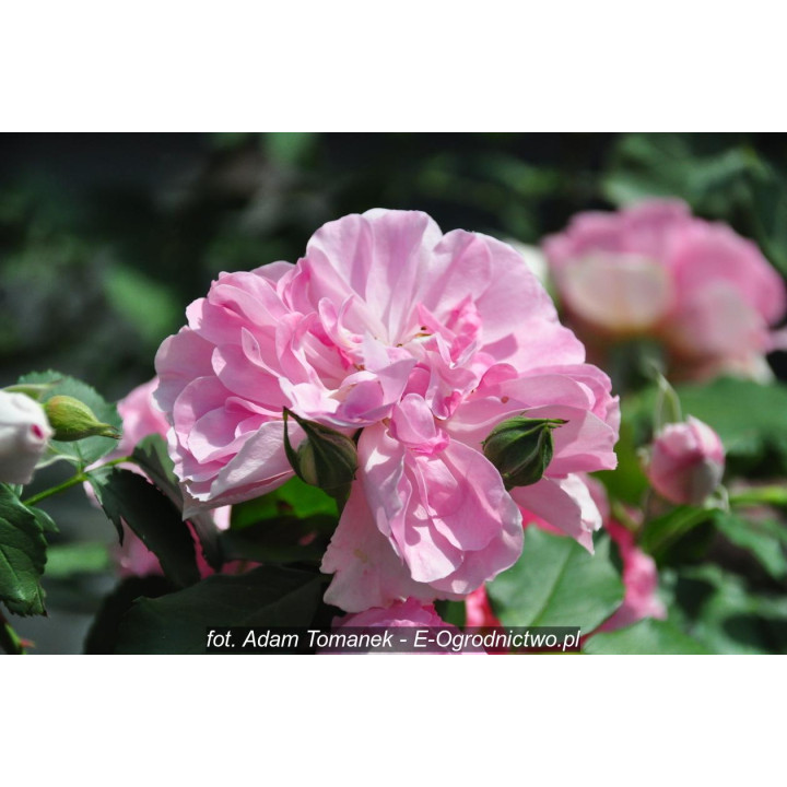 Róża Uetersens Rosenprinzessin®