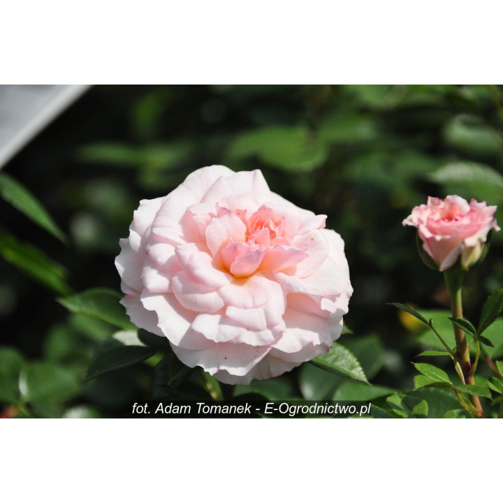 Róża Bremer Stadtmusikanten®