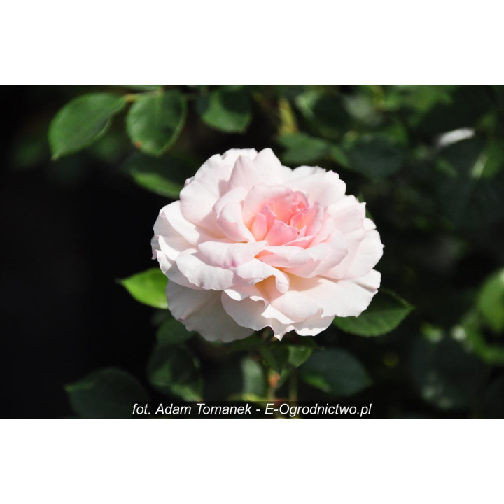 Róża Bremer Stadtmusikanten®