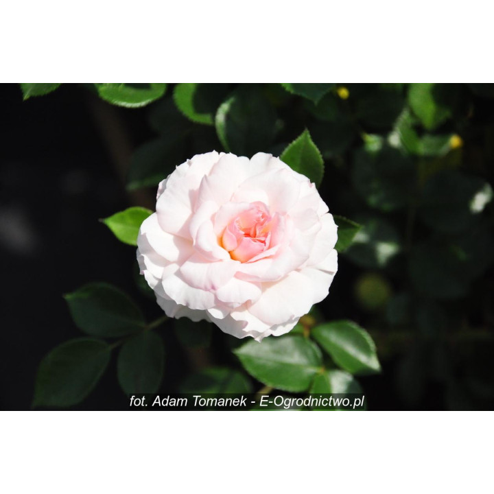 Róża Bremer Stadtmusikanten®