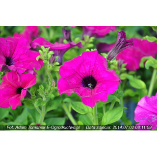 Surfinia®  Purlpe  (Petunia × atkinsiana)