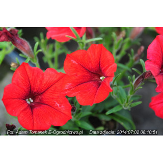Surfinia®  Table Dark Red (Petunia × atkinsiana)