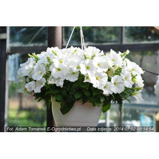 Surfinia® Snow w donicy zwisającej