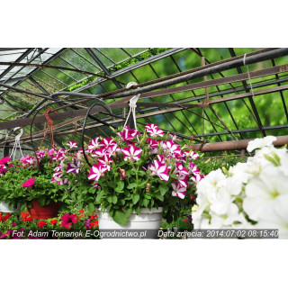 Surfinia® Pegasus® Table Burgundy Bicolor w donicy zwisającej