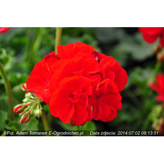 Pelargonia stojąca Grandeur® Power Red (Pelargonium x zonale)