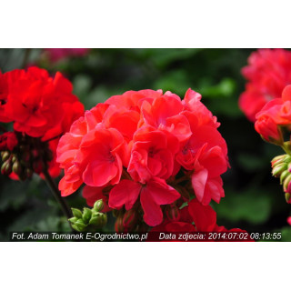 Pelargonia stojąca Grandeur® Power Orange (Pelargonium x zonale)