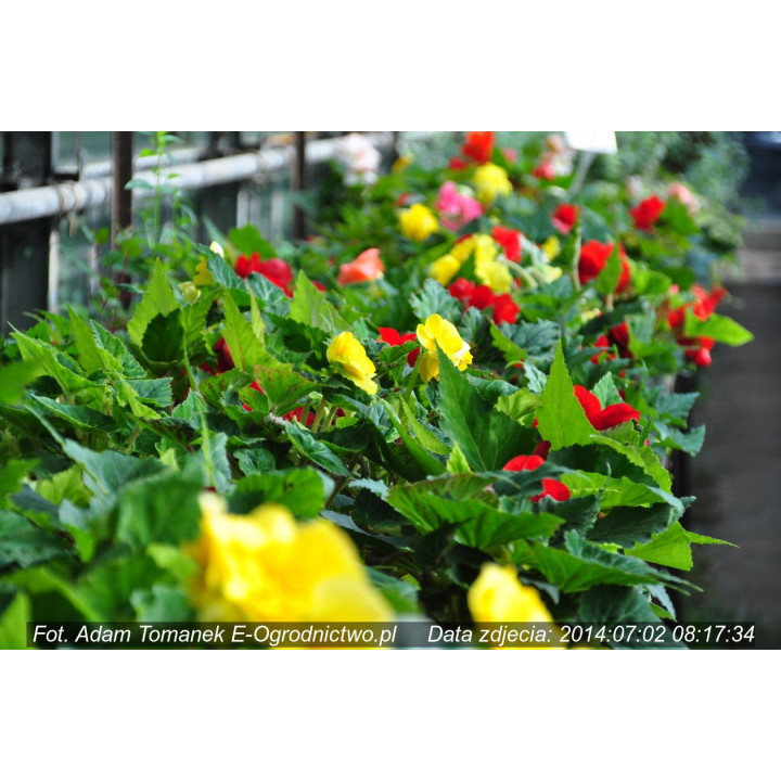 Begonia bulwiasta (Begonia X tuberhybrida)