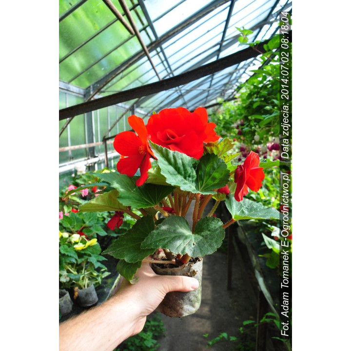 Begonia bulwiasta Non stop (Begonia X tuberhybrida)