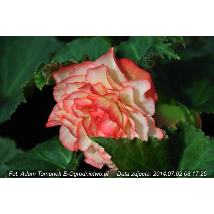 Begonia bulwiasta Nonstop®  Yellow (Begonia X tuberhybrida)