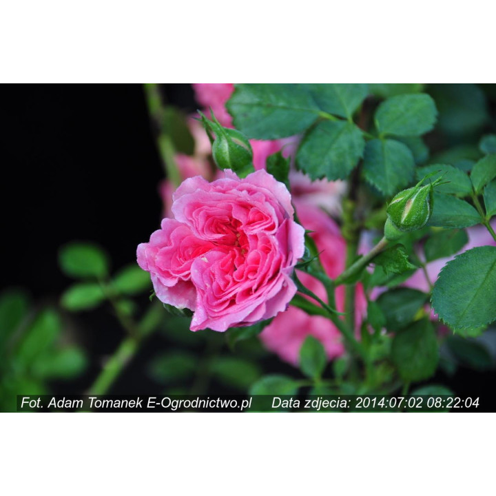 Róża Uetersens Rosenprinzessin®