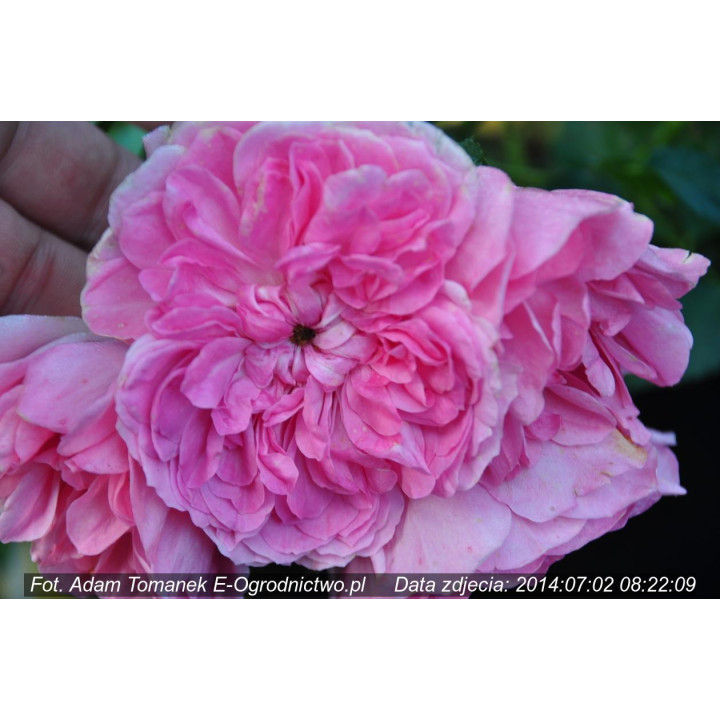 Róża Uetersens Rosenprinzessin®