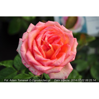 Róża Fantasia Mondiale®