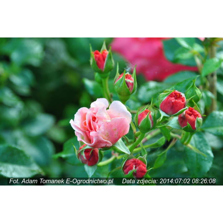 Róża Marie Curie®