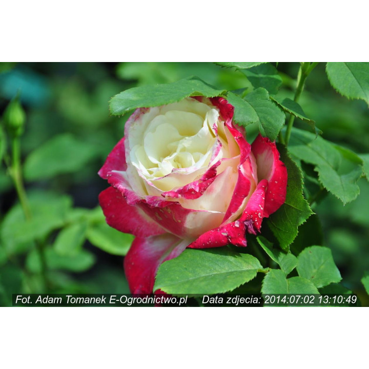 Róża Double Delight