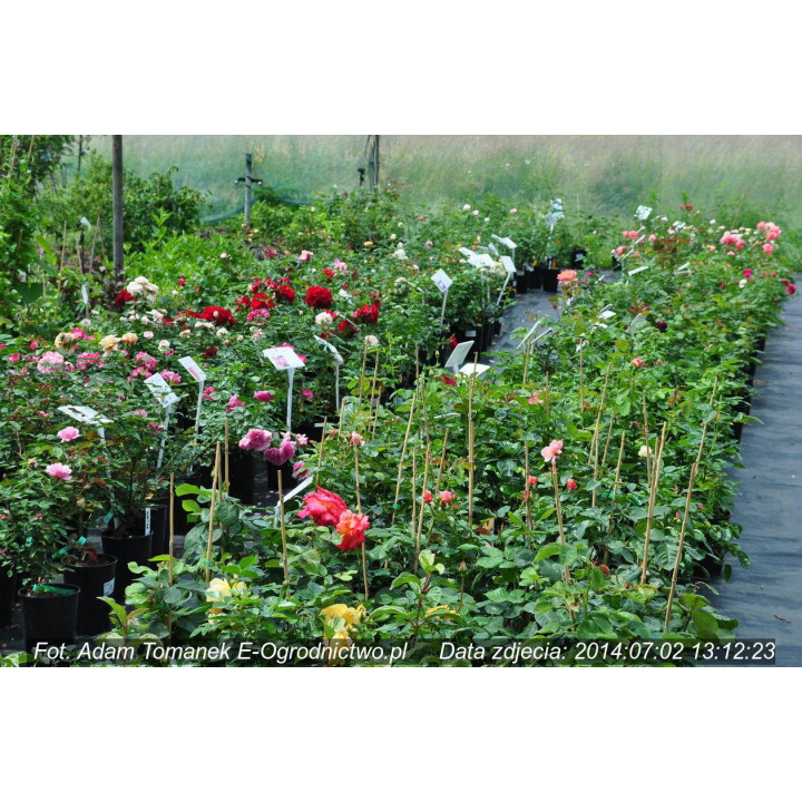 Róża Marie Curie®