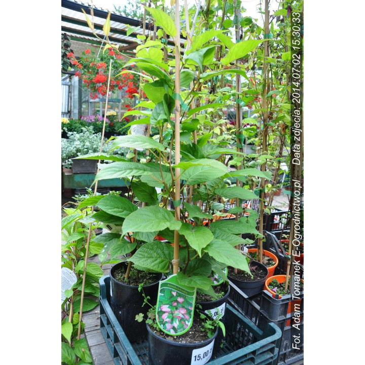 Aktinidia pstrolistna (kiwi)