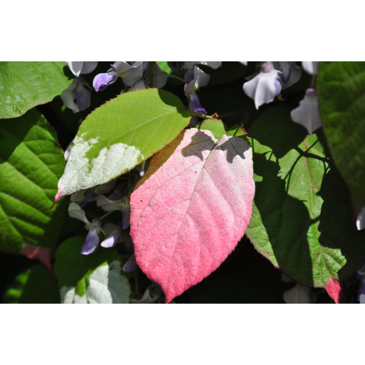 Aktinidia pstrolistna (kiwi)