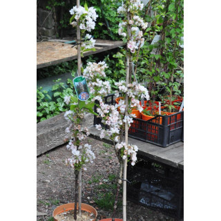 Wiśnia piłkowana Amanogawa (Prunus serrulata)