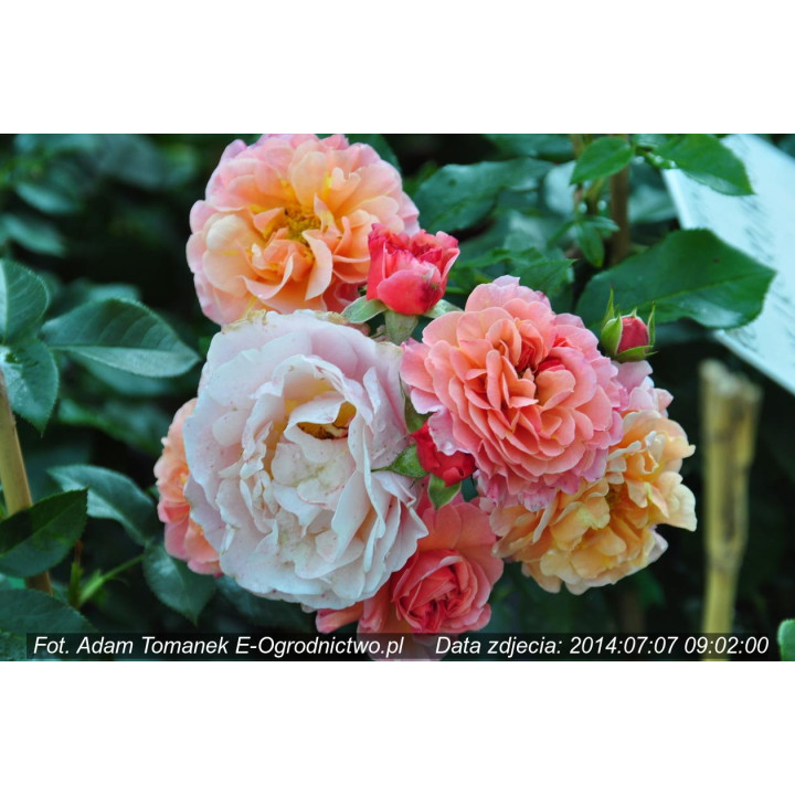 Róża Marie Curie®