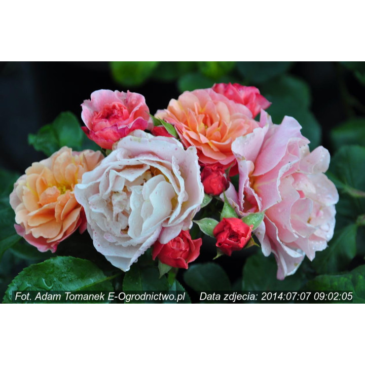 Róża Marie Curie®