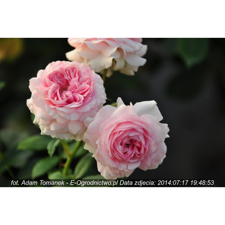 Róża  Larissa® ADR