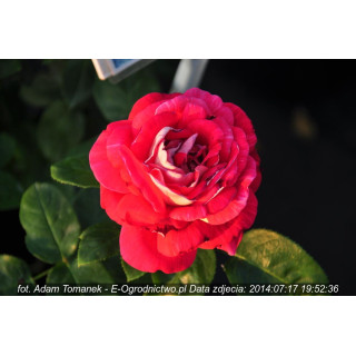 Róża Kronenbourg -  Adam Tomanek