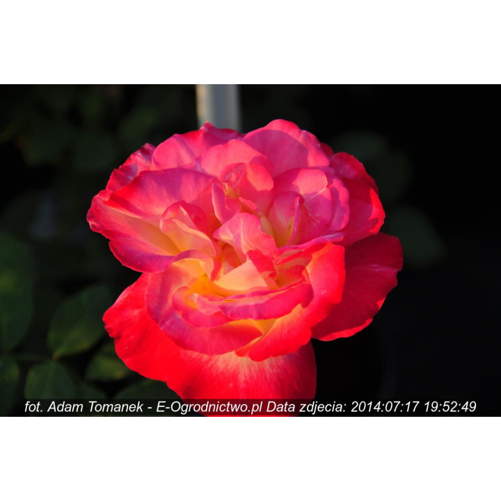 Róża Double Delight