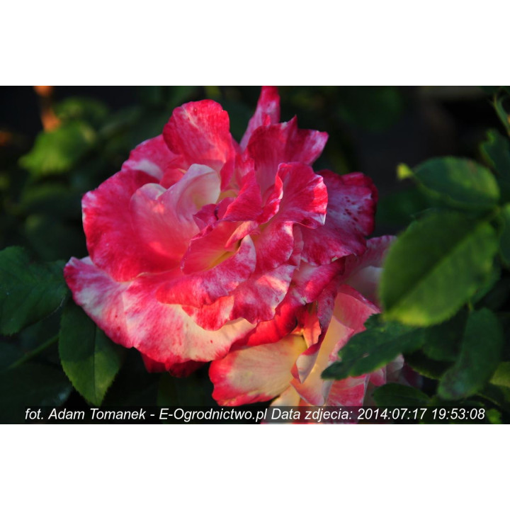 Róża Double Delight