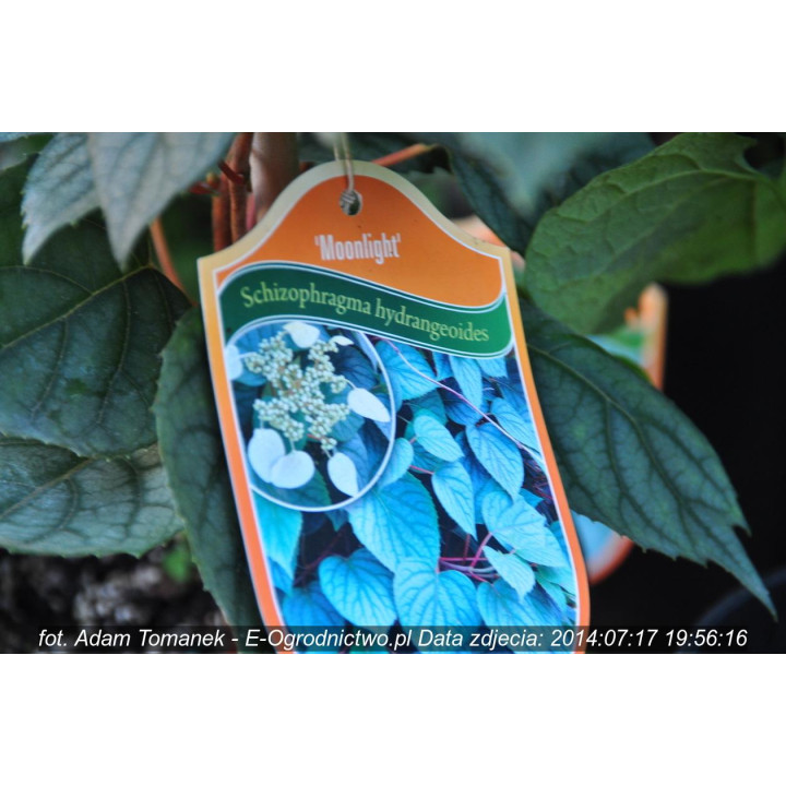 Prywarka japońska "Moonlight"