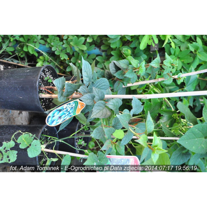 Prywarka japońska "Moonlight"