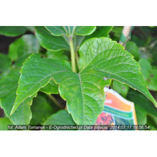 Winobluszcz trójklapowy "Veitchii"