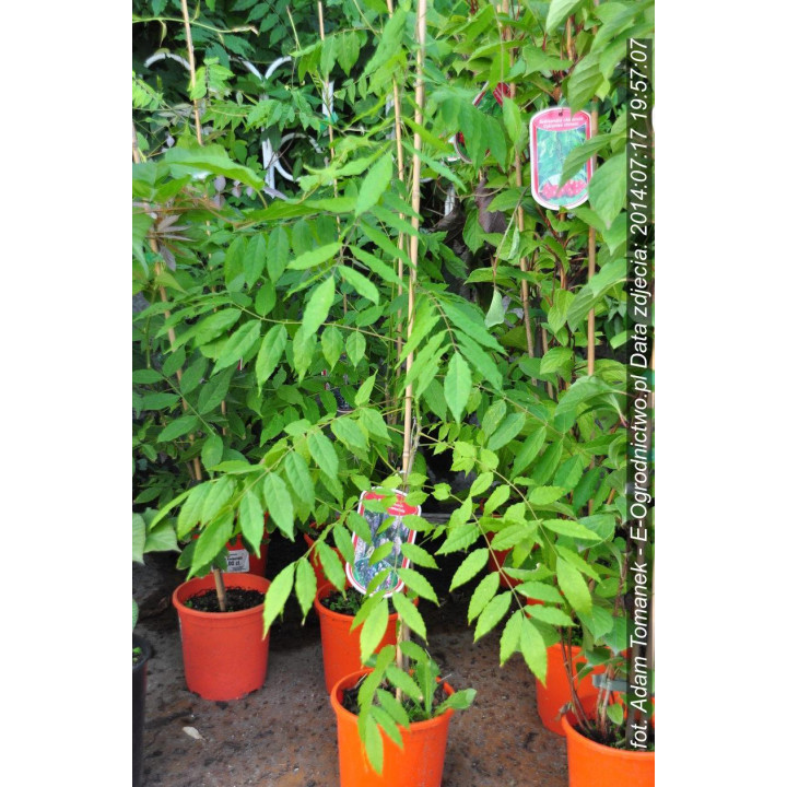 Glicynia Kwiecista (wisteria sinensis)
