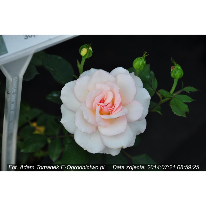 Róża Bremer Stadtmusikanten®