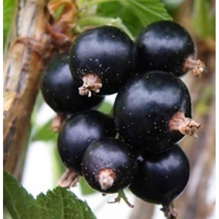 Porzeczka krzaczasta czarna Titania (Ribes)