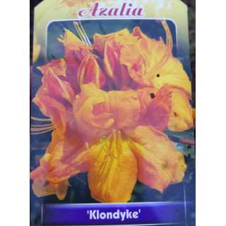 Azalia wielkokwiatowa "Klondyke"
