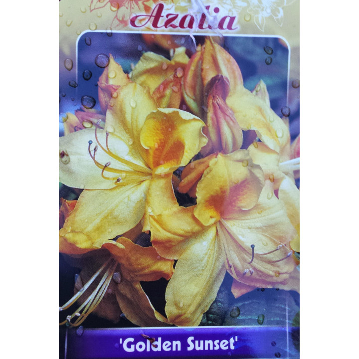 Azalia wielkokwiatowa "Golden Sunser"