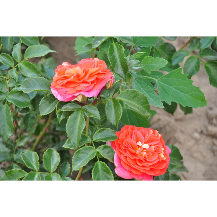 Róża Gebrüder Grimm® ADR 2007